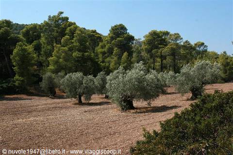 olive trees