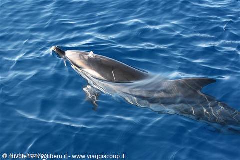 dolphin search