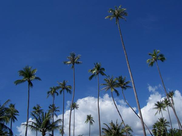 Tall slender palm trees against bright blue sky with white clouds