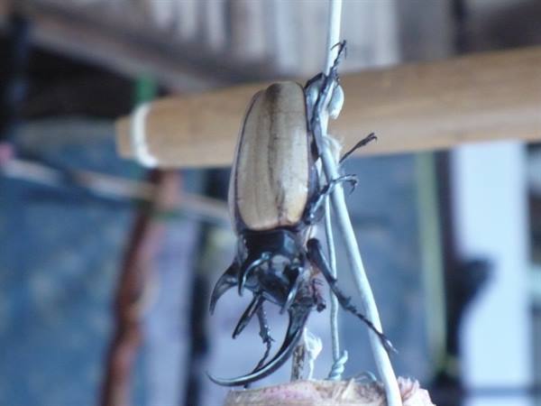 Horned beetle clinging to a white rope under a roof