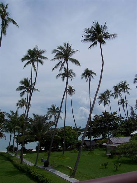 Tall leaning coconut palms over a tropical resort garden by the sea