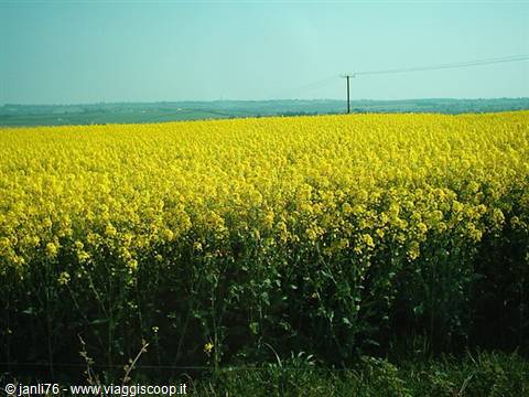 Yellow rapeseed field in bloom under blue sky, a telephone pole