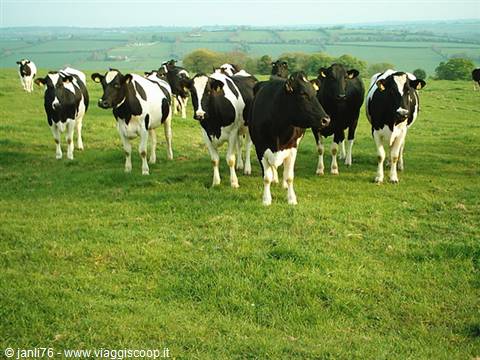 Black and white cows grazing on green hillside in autumn