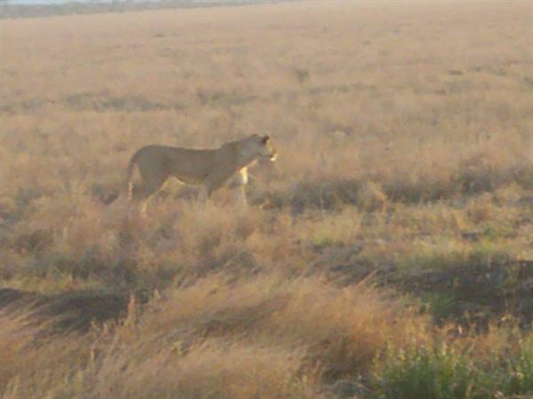 lion