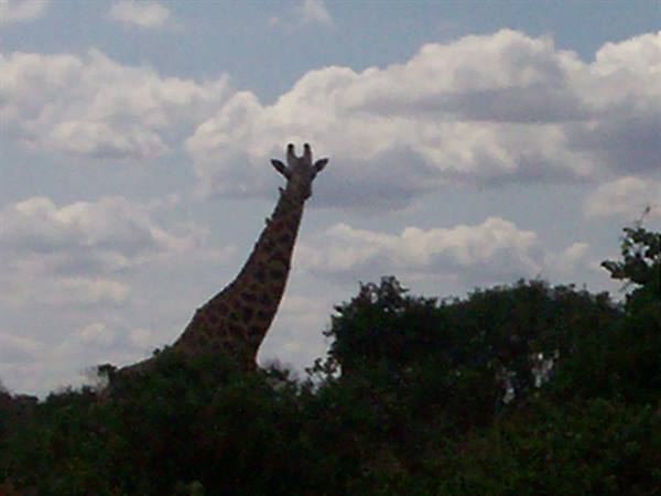 giraffe