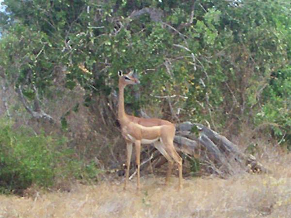 gazelle