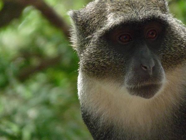 vervet monkey in Gede