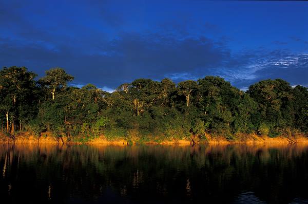 The primary tropical forest of the Xixuau region