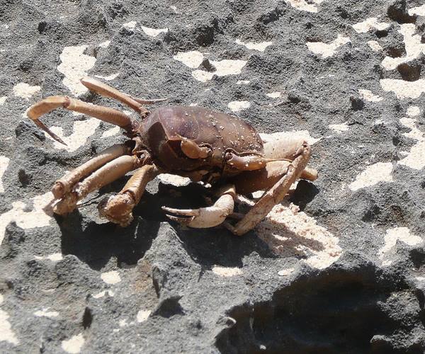 Crab fossil.. perfectly intact!