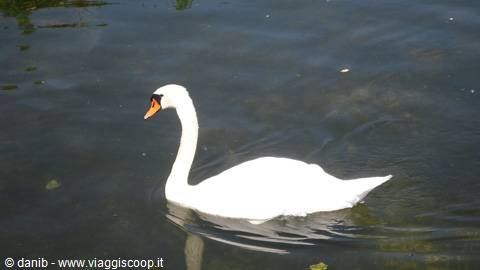 royal swan