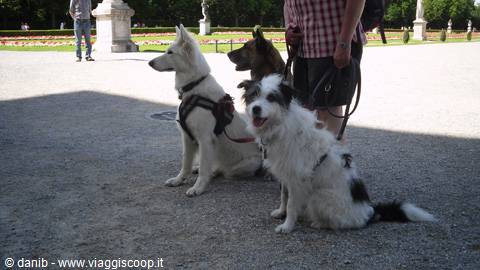 dog Julio at Nymphenburg