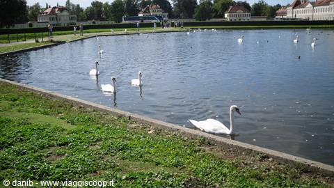royal swans at Nymphenburg