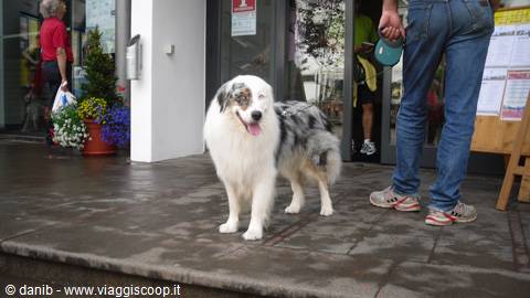 dog in Ortisei
