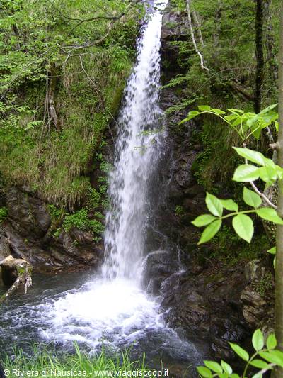 Waterfall over dark rocks amid lush green woodland vegetation