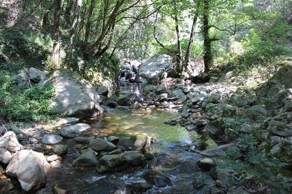 Stream flowing over granite boulders among trees in green forest