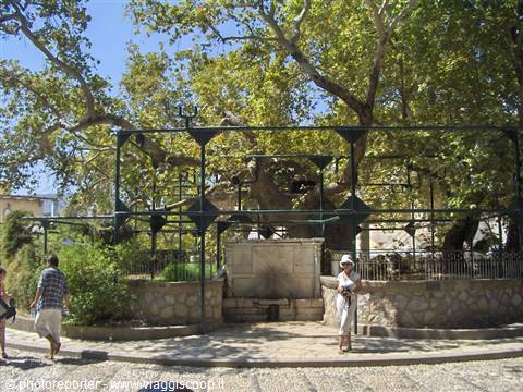 the famous Tree of Hippocrates