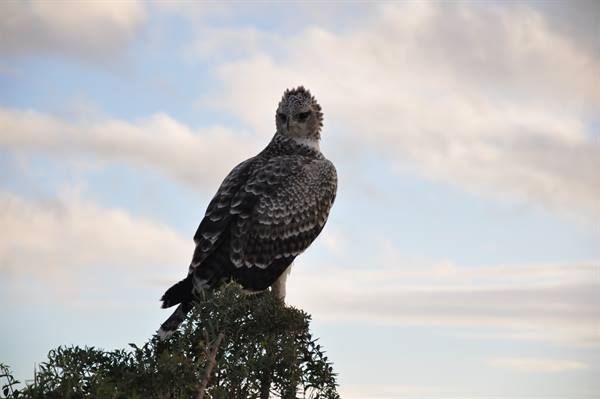 the eagle scans