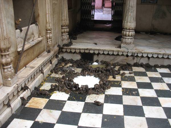 Deshnok - Karni Mata Temple