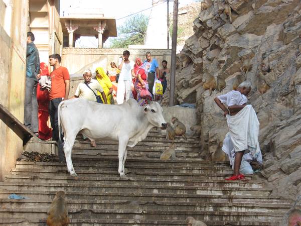 Jaipur - Galta Temple