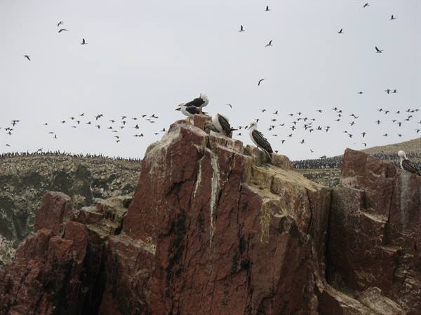 Ballestas Islands