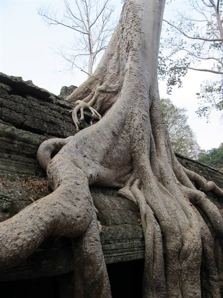 Ta Prohm