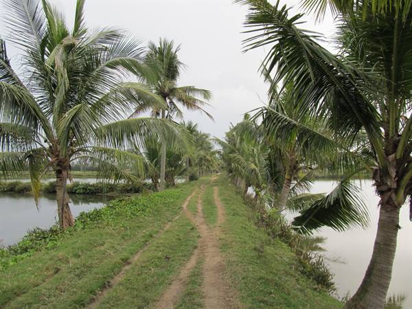 Hoi An - Vietnamese countryside