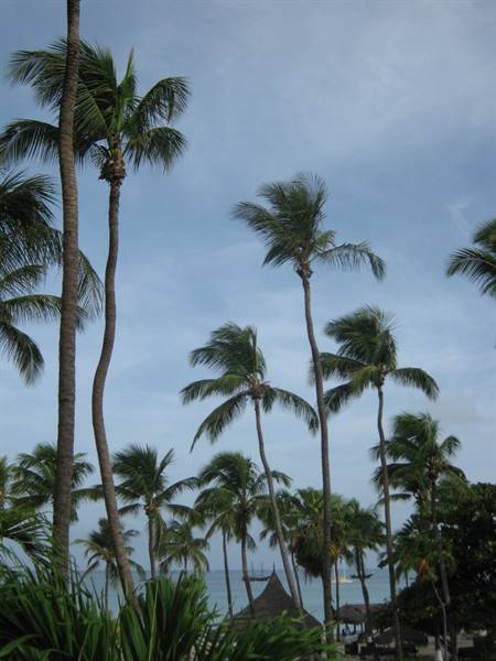 palms of palm beach
