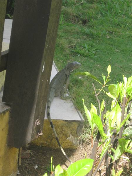 iguana at the bar