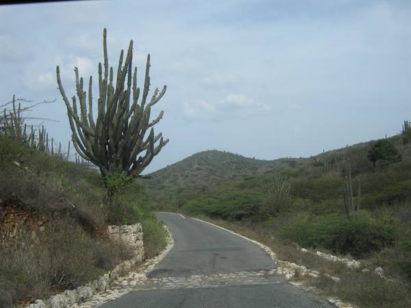 cacti in Arikok park