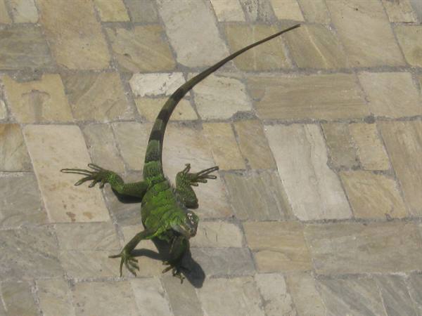 iguana in the pool