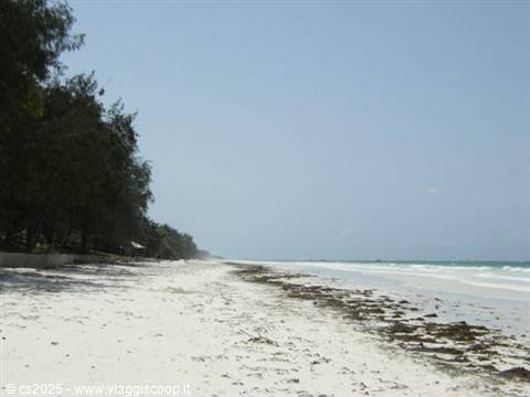 White sand beach with seaweed, trees on the left and pale sea