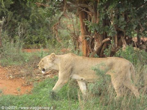 Lioness walking through bushes and red soil beneath a large tree