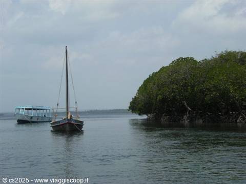 Wooden sailboat moored beside dense mangroves, calm water, cloudy sky