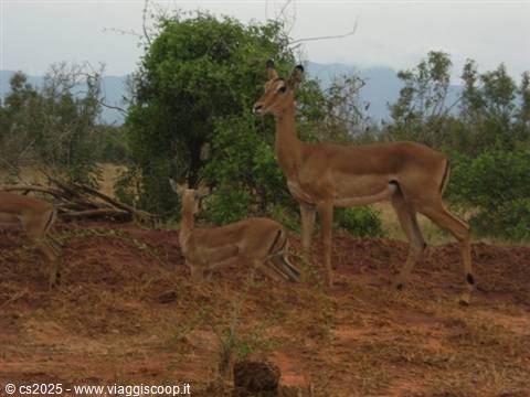 Impalas standing on red soil among green bushes, Tsavo