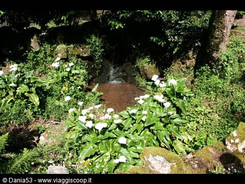 Mata do Buçaco