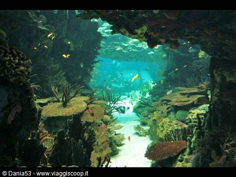 Lisbon oceanarium