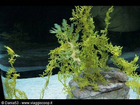 Lisbon oceanarium