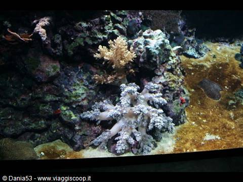 Lisbon oceanarium