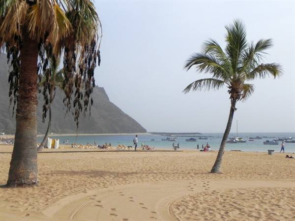 Palms on Las Teresitas beach, north of Tenerife