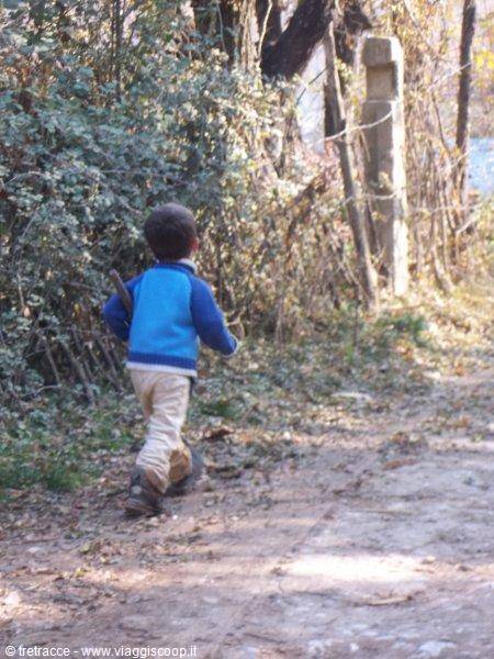Human cub