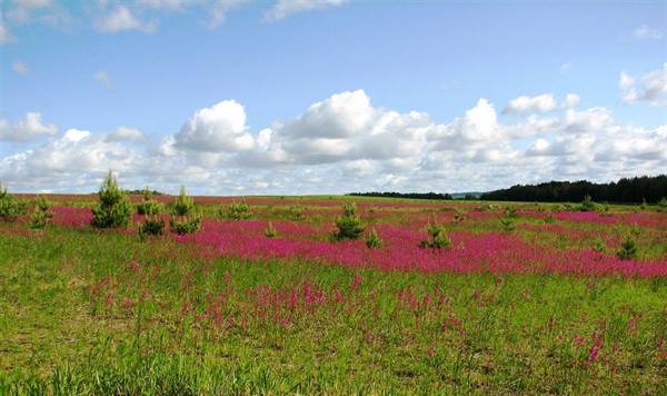 prairies in central Russia