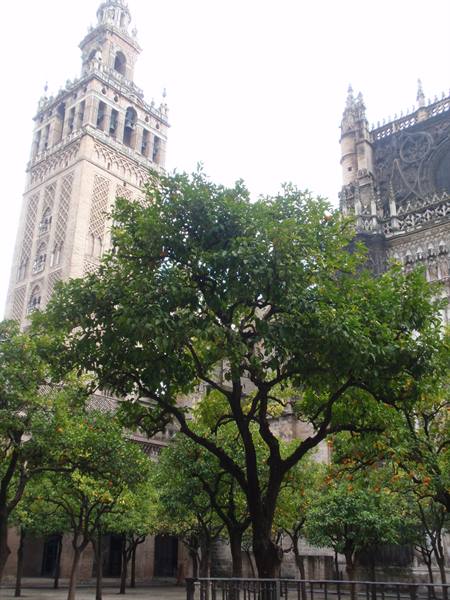 giralda