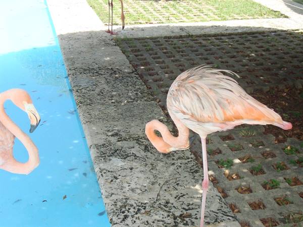 Pink flamingo standing on stone paving beside a blue pool, sunlight