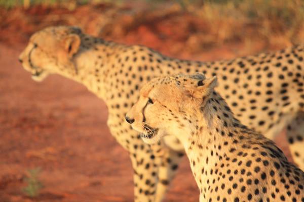 cheetahs