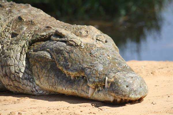 crocodile in Tsavo East Park
