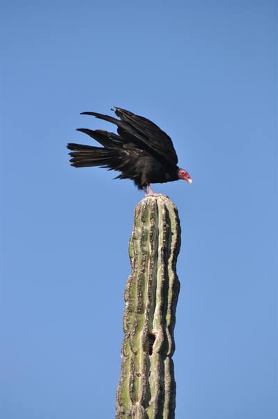 LORETO- GIANT CACTI