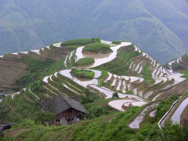 Flooded rice terraces at Longji, wooden farmhouse amid green hills