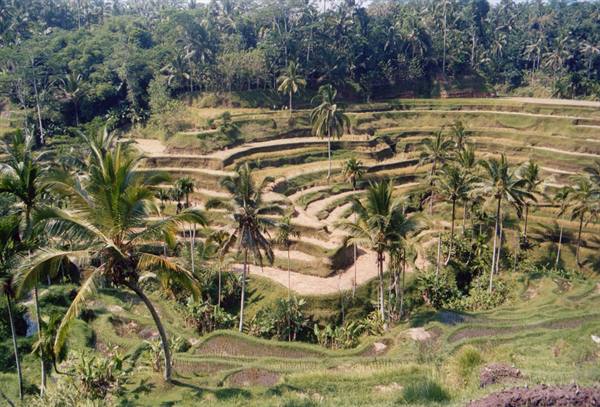 Terraced rice paddies among palms and jungle, daylight