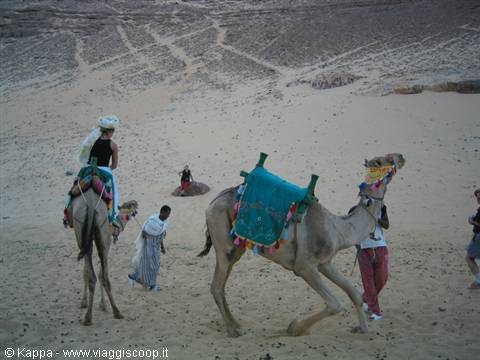 Tourists riding camels with blue saddles across desert sand