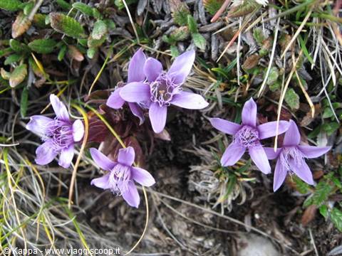 Violets